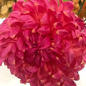 Meet your Posher, Sally